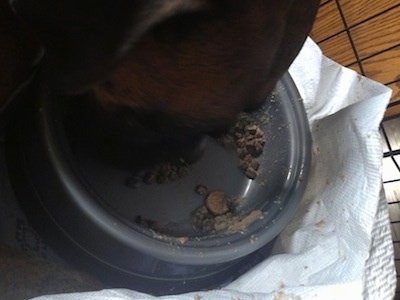 Close Up - Bruno the Boxer laying on his side eating out of a dog bowl