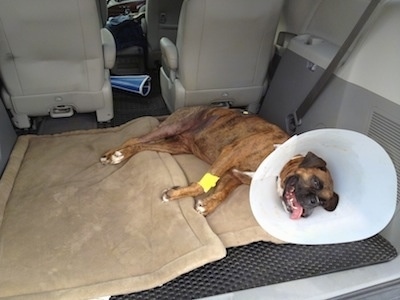 Bruno the Boxer laying in the back of a van with a cone on his neck and his tongue out