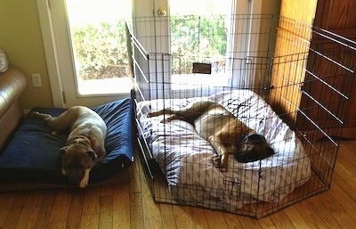 Bruno the Boxer laying on a dog bed in a X-Pen next to Spencer the Pit Bull Terrier
