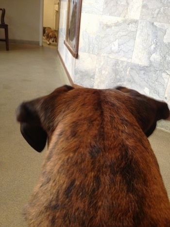 Bruno the Boxer looking at a Basset Hound on the other side of the vets office