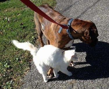 Bruno the Boxer standing on a blacktop outside next to a white cat named Kung Fu Kitty.