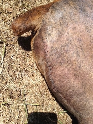 Bruno the Boxers back side. With 15 leg stitches