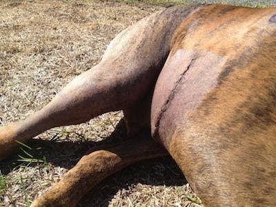 Bruno the Boxers back right side. With 11 belly stitches