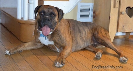Bruno the Boxer laying on a hardwood floor in front of a staircase with his tongue out and mouth open