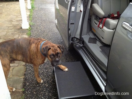 Bruno the Boxer using a metal step to get into the van