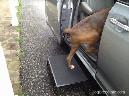 Bruno the Boxer stepping inside of a van