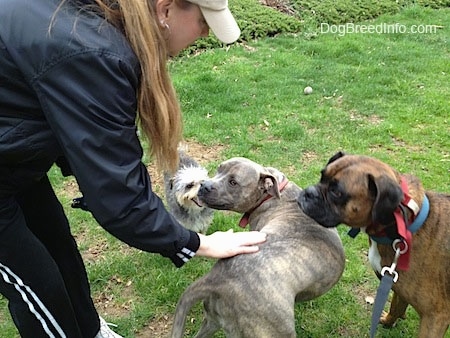 Spencer the Pit Bull Terrier being pet by a human as a Yorktese and Bruno the Boxer watch