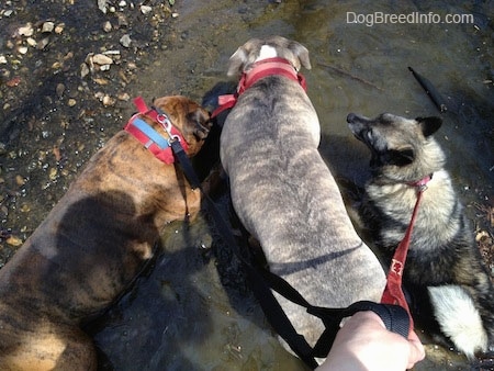 Bruno the Boxer, Spencer the Pit Bull Terrier and Tia the Norwegian Elkhound outside in a creek