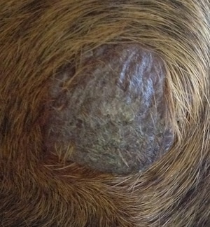 Close Up - Lump on the back of Bruno the Boxers leg