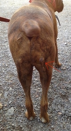 Bruno the Boxers back side with an arrow pointing to a lump on his back leg