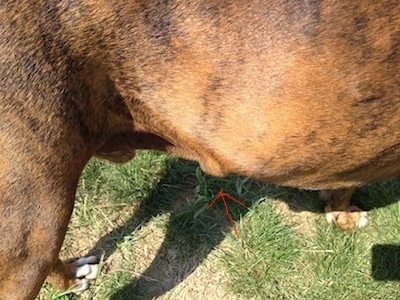 Bruno the Boxers side with an arrow pointing to a lump on his rib cage area