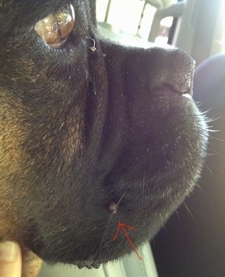 Close Up - Bruno the Boxers face with and arrow pointing to a cyst on his face