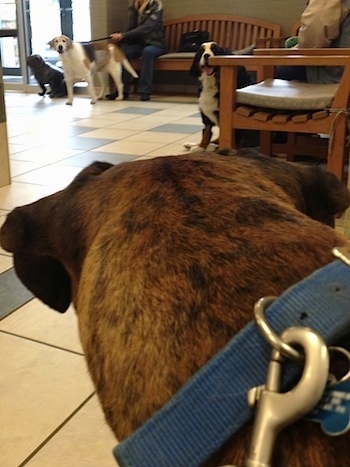 Bruno the Boxer looking at the other dogs in a veterinarians office