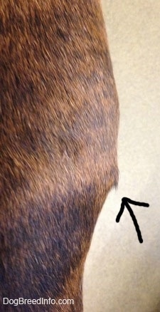Close Up - Arrow pointing to the Tumor on the right side of Bruno the Boxer