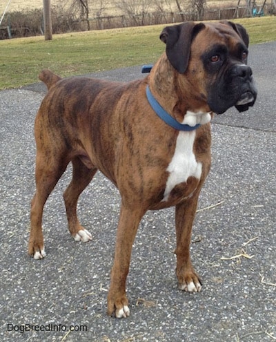 Bruno the Boxer standing on a blacktop looking into the distance