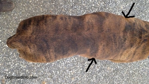Top down view of Bruno the Boxer with two arrows pointing at the Shoulder Blade and the lower Belly. These spots have tumors