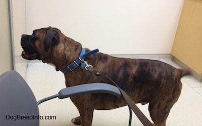 Bruno the Boxer standing in an office with his tail wagging waiting for someone to come through a door