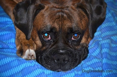 Close Up - Bruno the Boxer laying on a bright blue blanket looking up at the camera