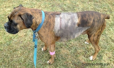 Left Profile - Bruno has a shaved left side with 14 stitches on the spot of his removed tumor