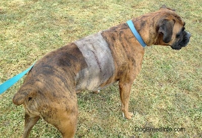 Bruno the boxer has a shaved right side with 16 stitches on the spot of his removed tumor