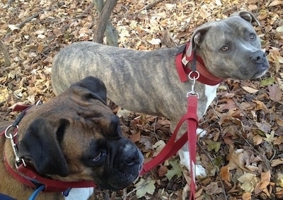 Bruno the Boxer and Spencer the Pit Bull Terrier walking together in the woods with leaves on the ground