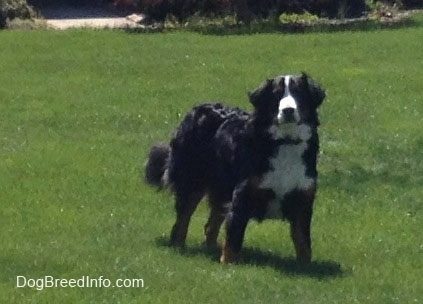 Bernese Mountain Dog standing in a field