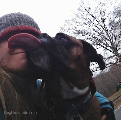 Bruno the Boxer licking at the face of his owner