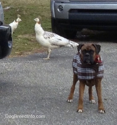 Bruno the Boxer wearing a jacket standing on a blacktop, with peahen birds in the background