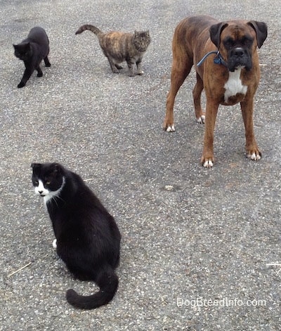 Bruno the Boxer sitting on a blacktop with three cats around him