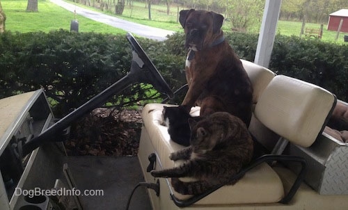 Bruno the Boxer sitting in a golf cart with Two Cats