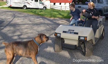 Bruno the Boxer standing in front of the golf cart, that Amie and Sara are trying to drive