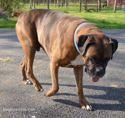 Bruno the Boxer walking on a blacktop with his head down