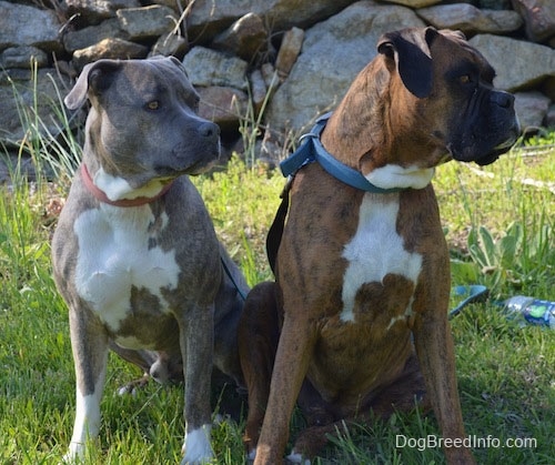 Spencer the Pit Bull and Bruno the Boxer sitting in front of a rock structure