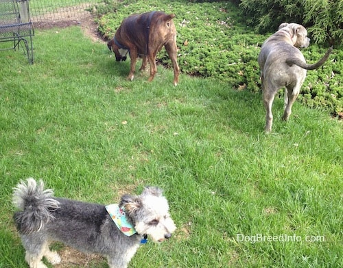Spencer the Pitbull Terrier, Bruno the Boxer and Junior the Yorktese exploring around