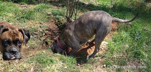 Spencer the Pit Bull Terrier digging a hole and Bruno the Boxer looking at the camera with part of his tongue showing