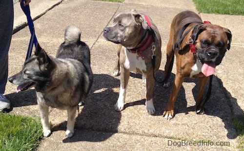 Tia the Norwegian Elkhound, Spencer the Pitbull Terrier and Bruno the Boxer all waiting to continue a walk