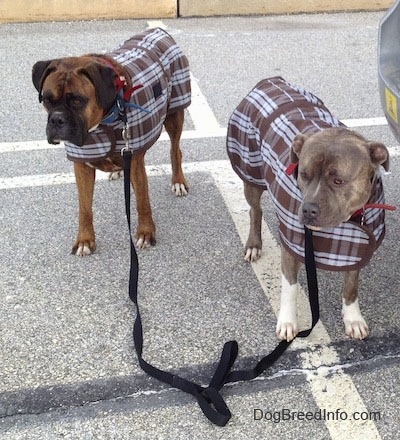 Spencer the Pit Bull Terrier and Bruno the Boxer wearing coats in a parking lot
