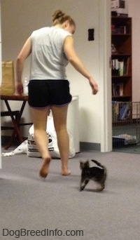 Banjo the kitten chasing Amie who is running