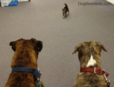 Bruno the Boxer and Spencer the Pit Bull Terrier watching the Kitten walk towards them