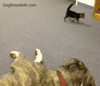 Spencer the Pit Bull Terrier is laying down and watching banjo the kitten