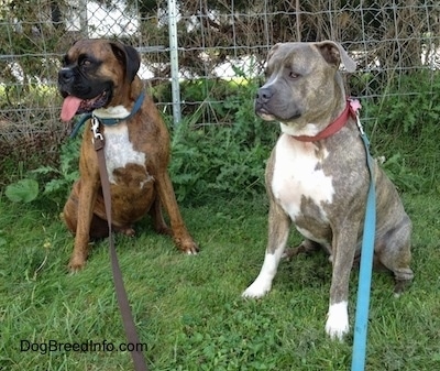 Bruno the Boxer and Spencer the Pit Bull Terrier sitting side by side outside looking perked up and happy