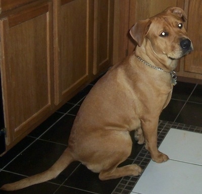 Ghana the Bull Mastweiler sitting in the kitchen on a tiled floor in front of cabinets