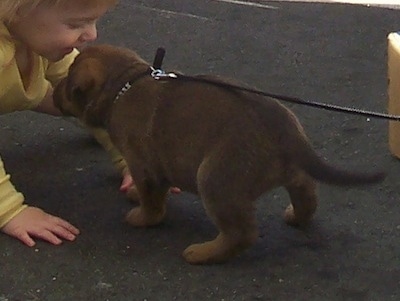 Ghana the Bull Mastweiler as a puppy standing on a blacktop with a child about to kiss his head