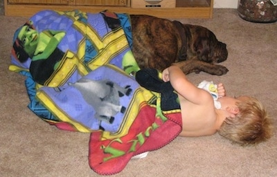 Waylon the Mastweiler sleeping next to a child in a blanket