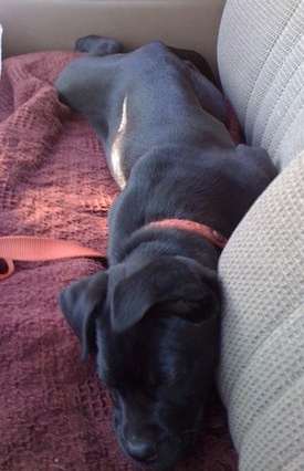 Luna the Bull Mastweiler puppy sleeping on a couch