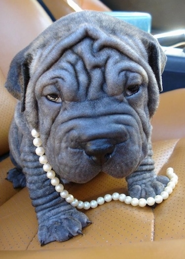 Close Up - Yazmin the Bull-Pei puppy sitting in a car seat wearing a pearl necklace