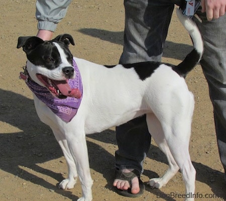 The left side of a white with black Bullboxer Pit that is standing across dirt, it is wearing a purple bandana, it is looking to the right and it is standing in front of a person.