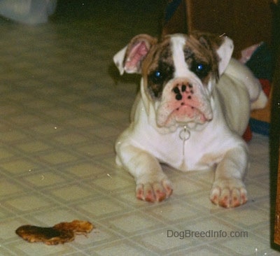 A white with brown Bulldog puppy is laying in front of a cardboard box and there is a pig ear chewy on the floor in front of it.