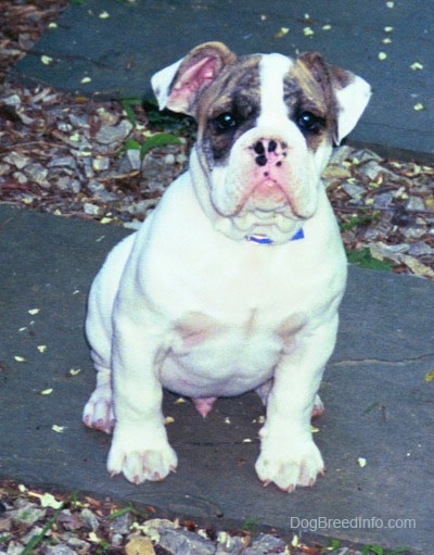 A white with brown Bulldog puppy is sitting on a stone paver, that is overtop of fallen leaves and it is loooking forward.