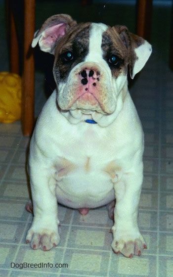 A white with brown Bulldog puppy is sitting on a tiled kitchen floor, next to a table and it is looking forward.
